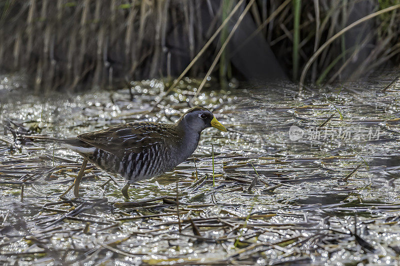 sora (Porzana carolina)是一种小水鸟科，有时也被称为sora rail或sora crake。马勒尔国家野生动物保护区，俄勒冈州。鹤形目,秧鸡科。